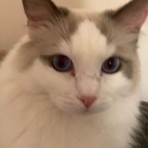 Meet your Posher, Celia